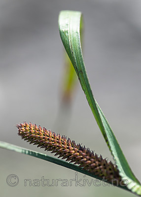 BB 09 0344 / Carex acutiformis / Rankstarr